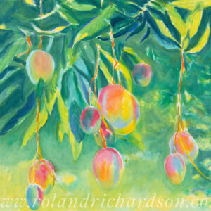 Mangoes Ripening in the Sun